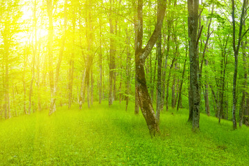 Naklejka premium beautiful green forest glade in a light of sun, outdoor spring background