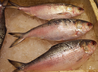 Fresh ilish (Tenualosa Ilisha) in a fish market