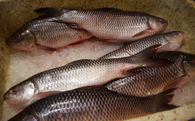 Fresh Rohu (Labeo rohita) river Fish in an Indian fish market. Rui maach