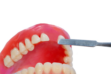 The artificial medical denture on White background