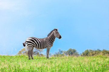 Obraz premium Zebra