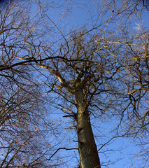 View of a treetop from a large oak tree, Quercus