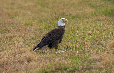 bald eagle