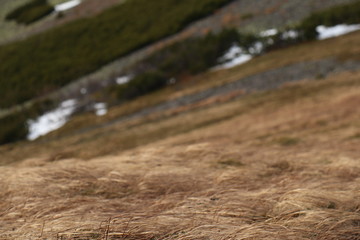 Gorgany Mountains and forests in Ukraine