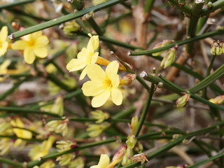 (Jasminum nudiflorum) Winter jasmine. Ornamental bright yellow flowers on bare dark green stems...