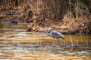 great blue heron