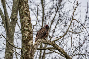 Turkey Buzzard Perched On Tree Branch
