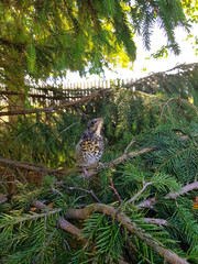 bird sitting on a spruce branch, thrush