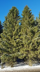 Norway spruce on a sunny winter morning