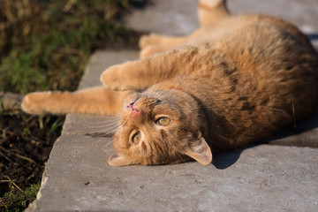 Carefree red cat takes a sun bath.
