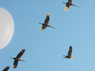 Sandhill Cranes in Southern Indiana