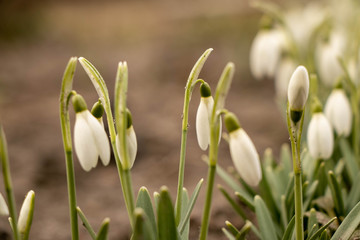 delicate flowers and stalks of spring flowers of snowdrops