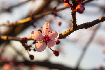 Fior di cilieggio 26