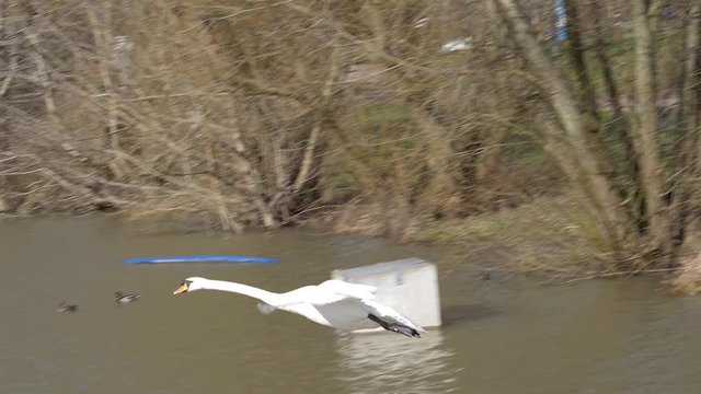 Schw&auml;ne fliegen &uuml;ber dem See und landen ins Wasser. Slowmotion