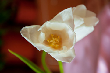 Obraz na płótnie Canvas Lovely tender flowers of tulips of creamy white color. Still life. Calm pink background