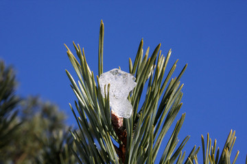 Winter (Jahreszeit) - Pflanze mit Eis