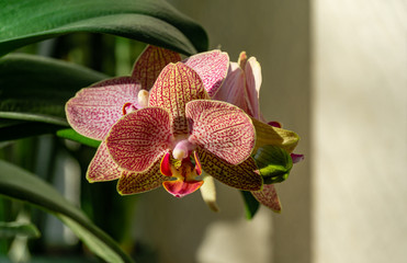 Close-up of yellow, red, pink and white striped with points orchid flower Phalaenopsis 'Demi Deroose' known as the Moth Orchid, on light beige wall background. Selective focus.
