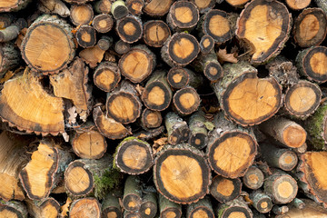 Wooden wall of cutted oak wood, Czech Republic