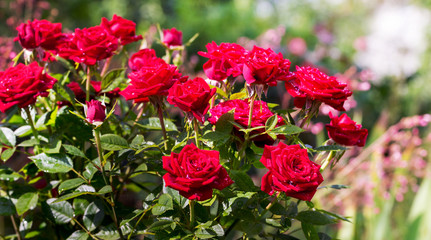 Red roses with dew drops in sunny weather_