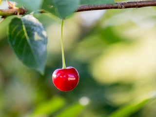 Branch of cherries with red berry in sunny weather_
