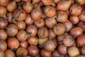 Group of ripe yellow onions after harvest, Czech Republic