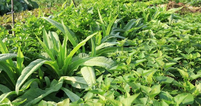 Green vegetables in growth at vegetable garden