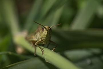 Grasshopper the second