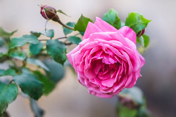 Pink rose and bud on blurred background_