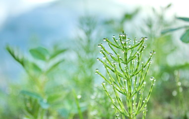 Horsetail stalk in droplets of morning dew. Medicinal plants. Equisétum