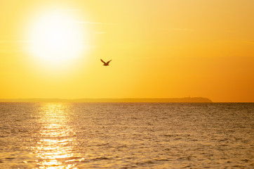 Fototapeta na wymiar Flying seagull with ocean, island and sun rays, Poland