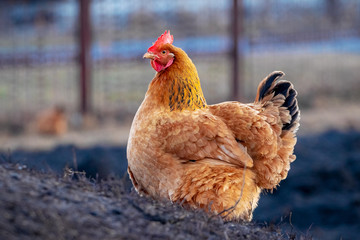 Light brown chicken in garden on blurred background. Growing chickens_