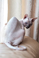Sphinx cat without hair sits on a sofa. On a sunny day. Summer day concept.