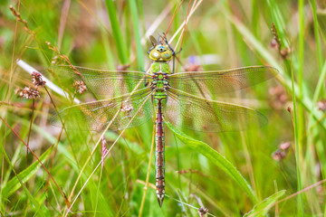 Closeup of a emperor dragonfly or blue emperor Anax imperator, resting in vegetation
