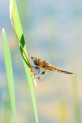 Close-up of a four-spotted chaser dragonfly insect, Libellula quadrimaculata