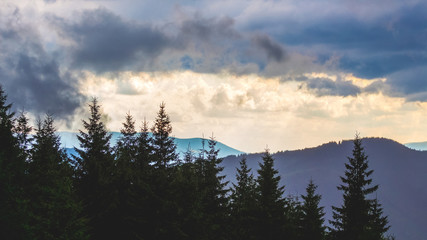 Dark spruce on a background of mountains in stormy weather_