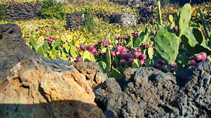 제주 월령리 선인장군락지 선인장 백련초