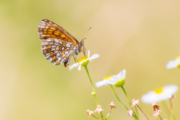 Obraz premium Melitaea deione provençal fritillary butterfly