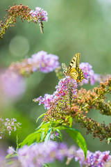 Papilio machaon, the Old World swallowtail, butterfly