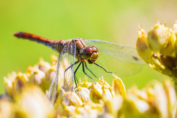 Sympetrum vulgatum Vagrant darter eating prey