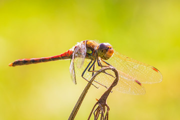Sympetrum striolatum Common Darter posing closeup