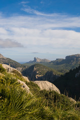 Fototapeta na wymiar Beautiful scenery on the coast of Majorca. Sea and rocks covered with green forests. Majorca, Spain