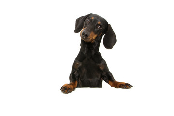 dachshund dog  with paws over black edge. Isolated on white background.