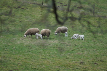Schafe und Lämmer