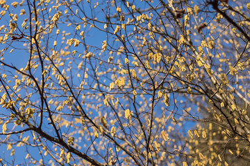 Obraz premium yellow catkins on the branches of a tree in the background of the blue sky