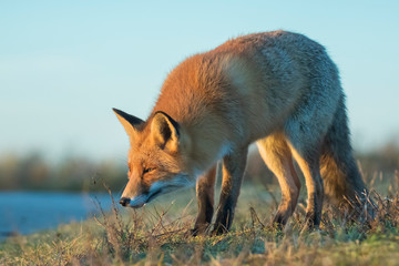 Wild red fox, vulpes vulpes, at sunset