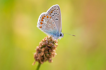 Fototapeta na wymiar Common Blue butterfly, Polyommatus icarus, resting