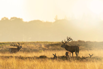 Herd of red deer cervus elaphus rutting and roaring during sunset