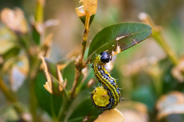 Box tree moth, Cydalima perspectalis
