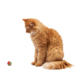 adult fluffy red cat plays with a red ball on a white background