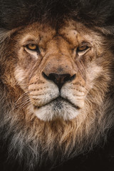 Obraz premium LIon